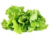 купить SMART HOME GREEN LETTUCE REF. GLETT-REFILL-3 CLICK&GROW в Кишинёве 