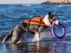 купить Поводок Aquarius Vesta de salvare PUPIL safe dog orange L в Кишинёве 