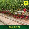 cumpără Pink Sky F1 - Seminţe hibrid de tomat roz - Semillas Fito în Chișinău 