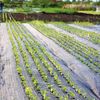 Agrotextil 90 gr / m2 (2 x 100) 