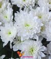 Хризантемы кустовые белые поштучно