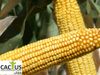 купить Фарадей - Семена гибрида кукурузы - Лидеа / Евралис в Кишинёве 