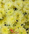 Crizantema arbust galben pret/buc