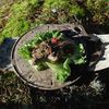 cumpără Veselă de camping Kupilka 711243 KKAMK Kaarna serv.tray M kelo în Chișinău 