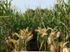 купить Липеккс - Семена кукурузы - RAGT Semences в Кишинёве 
