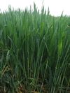 купить Ребелл - Семена озимой Пшеницы - RAGT Semences в Кишинёве 