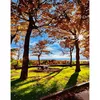 cumpără Tablou pe numere Strateg R16 /30 (GS964)(49535) O plimbare în toamnă , 40x50 cm în Chișinău 