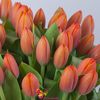 Оранжевые голландские тюльпаны поштучно