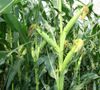 купить Москито - Семена кукурузы - Евралис Семанс в Кишинёве 