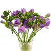 Freesia violet  Preț o bucată