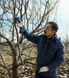 cumpără Foarfecă de gradină Bosch Pro Pruner 06019K1021 în Chișinău 