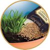 купить Набор для творчества Clementoni Set creativ Harry Potter-Mandrake Terrarium Kit (19458) в Кишинёве 