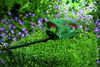 купить Кусторез Bosch EasyHedgeCut 0600847C02 в Кишинёве 