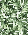 купить Картина по номерам BrushMe BS53697 40x50 cm (în cutie) Monstera exotică в Кишинёве 