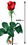 Trandafir Rosu Ecuador 100-110 cm Pret/buc.