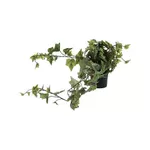 Искусственное растение Promstore 49447 Искусственное подвесное растение 80 см в горшке