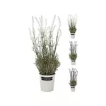 Plantă artificială Promstore 49443 Floare artificiala Lavanda 46cm, ghiveci metal