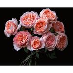 Картина по номерам Strateg 58062 Flori roz 40x50cm (fundal negru)