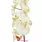 Орхидея кремовая
