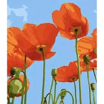 Картина по номерам Strateg R18 /33 (SS1007)(74315) Maci pe cer 30x40 cm