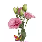 Eustoma roz-pal Preț o bucată
