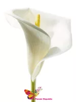 Calla alba buc.