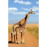 Картина по номерам ToyMall 003993 Mozaic cu diamante 40x50