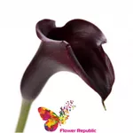 Calla Neagra  buc.