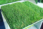 Ландшафтная декоративная трава газон Lucy 40