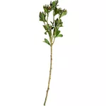 Искусственное растение Deco Ramura decorativa de Buxus