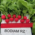 Bodiam F1 (25000 semințe)