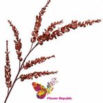 Eucalypt rosu (Bordo)