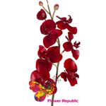 Орхидея красная