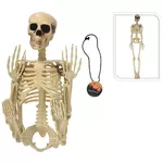 Decor Promstore 53768 Suvenir Halloween Schelet, suspendabil 22x18x90cm