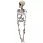 Decor Promstore 38197 Сувенир Halloween Скелет подвесной 42cm