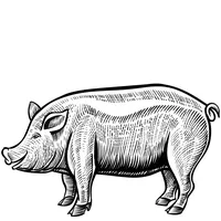 PORCI