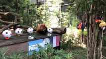 Un panda din Thailanda a prezis cine câștigă la Campionatul Mondial