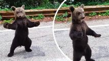 Imagini inedite cu puiul de urs care cere îmbrăţişări pe Transfăgărăşan