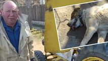 Cazul câinelui legat de tractor: Bărbatul va fi sancționat de ANSA