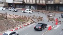 Zeci de maimuțe s-au luat la bătaie într-o intersecție din Thailanda