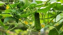 Un agricultor și-a lăsat roada pe câmp: Nu mai este rentabil să culegem