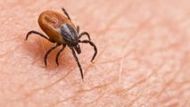 Bărbat diagnosticat cu o boală rară, după ce l-a înțepat o căpușă