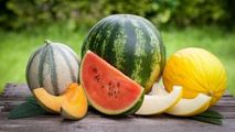 Start sezonului pepenilor în R. Moldova: Roada este promițătoare