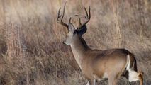 Primele cazuri de animale infectate cu COVID, semnalate în Canada