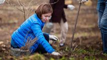 Maia Sandu merge să planteze copaci în Găgăuzia