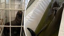 Călători neobișnuiți pe Aeroport: Unde au plecat delfinii și foca