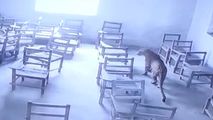 Un leopard, filmat cum intră într-o sală de clasă: Un elev, atacat