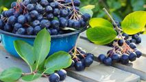 Beneficiile uimitoare ale fructelor de aronia. Purifică organismul