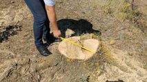 Mai mulți arbori, defrișați ilegal la Ștefan Vodă: Făptașii sunt căutați