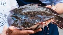 Un antreprenor din Bălăbăneşti a dezvoltat o afacere cu somn african